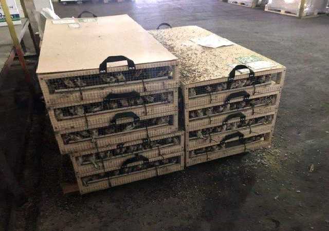 В бюрократическом капкане. Как чиновники убивают животных на границе