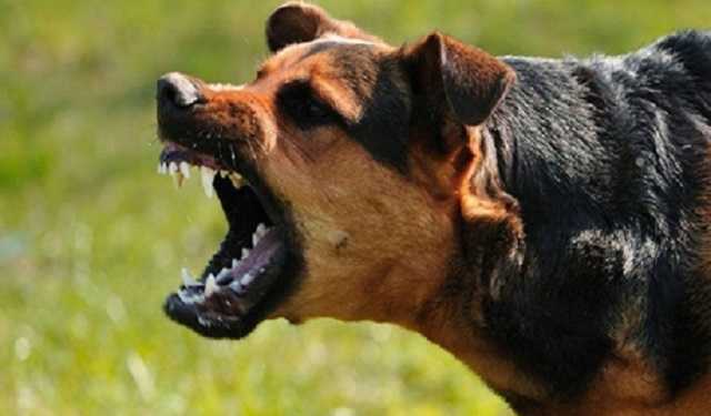 На Харьковщине собака искусала пятилетнюю девочку: ребенок в реанимации