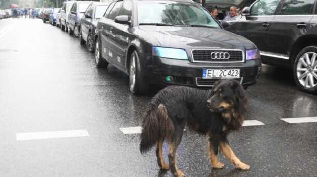 Стало известно, сколько денег поступило от растаможки “евроблях”