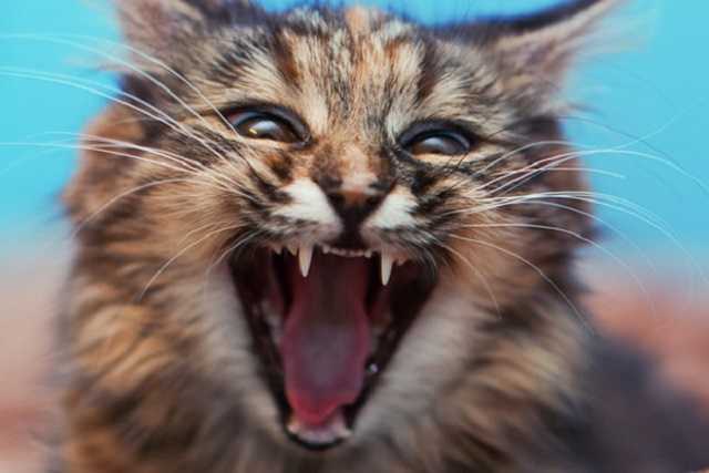 В Киеве зафиксировали вспышку бешенства