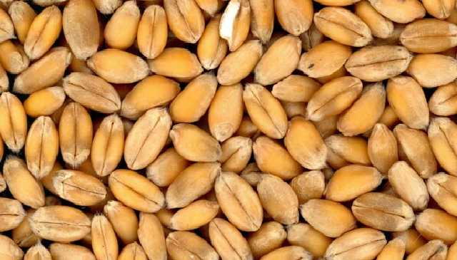 Стало известно, сколько зерна Украина отправила на экспорт