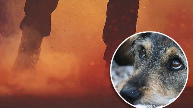 До слез: харьковский неадекват избил щенка ногами на глазах у окружающих