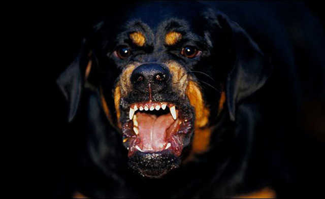 В России собаки загрызли спящего младенца