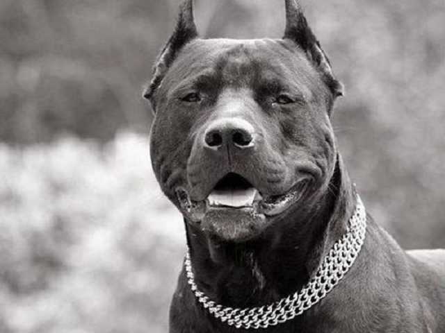 В Киеве полицейский застрелил бойцовскую собаку, бросавшуюся на людей в супермаркете