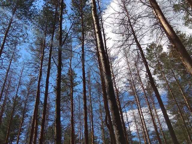 В Нежинском лесу нашли труп младенца