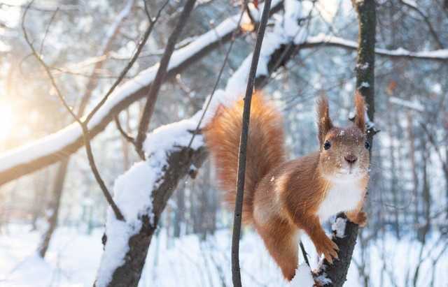 Весна пока проиграла: синоптики предупредили о резком похолодании в Украине