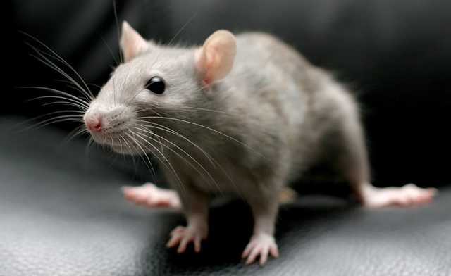 ГПУ и САП потратят круглую сумму на травлю крыс