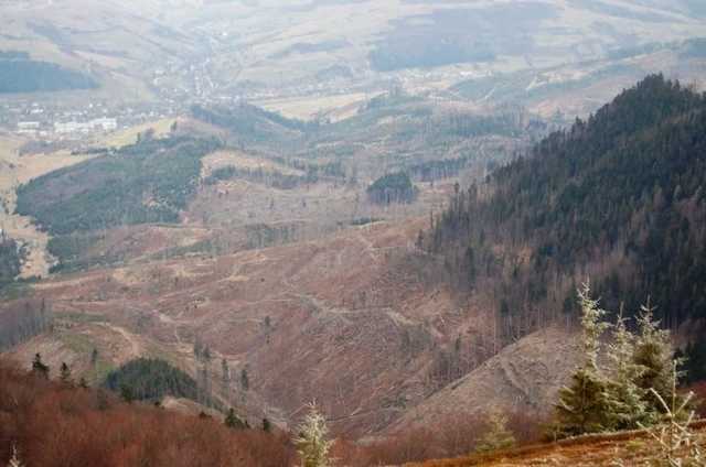 "Пока в Украине вырубают леса": появилось шокирующее фото Карпат
