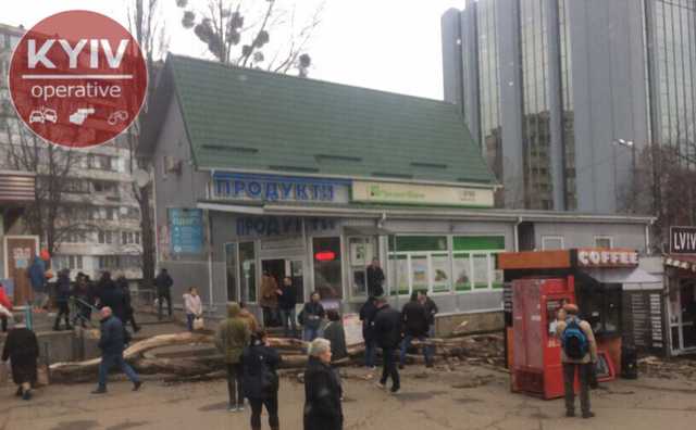 В Киеве из-за ветра старое дерево рухнуло на случайную прохожую: фото