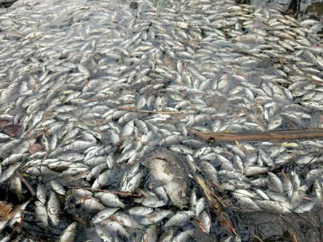 В Киеве на известном озере массово вымирает рыба