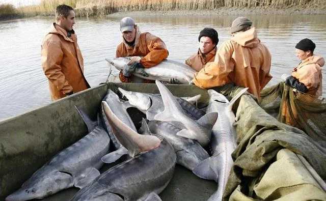 Выращенный в Ростовской области на бюджетные деньги осетр предпочел «жить» в Украине