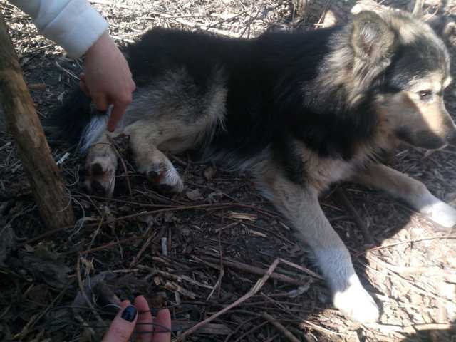 На столичной Оболони собака попала в браконьерский капкан