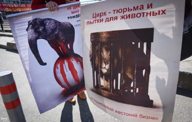 В Киеве суд запретил передвижные цирки с животными