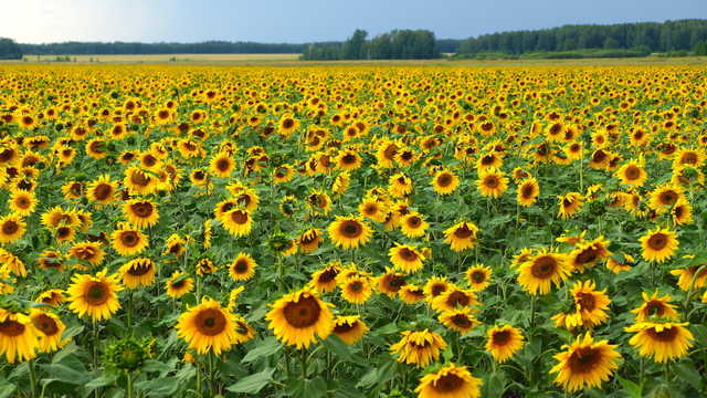 Український аграрний експорт за січень-лютий зріс майже на чверть