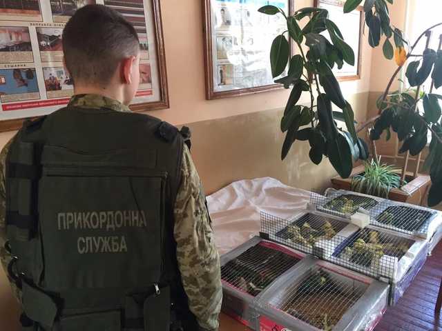 В Житомирской области украинец пытался перенести в Белоруссию более 150 попугаев
