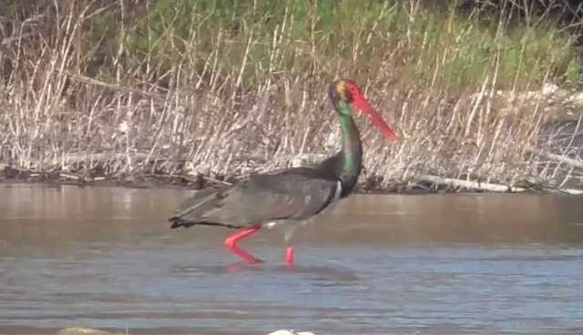 Редчайший случай: На Прикарпатье удалось снять черного аиста