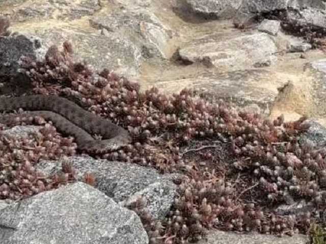 Ресторан в центре Днепра оккупировали змеи: пришлось вмешаться ГСЧС