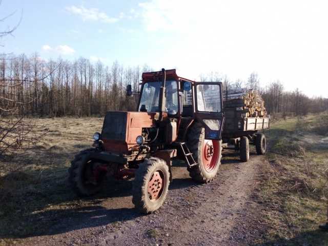 У Чернігівській області поліція затримала місцевих жителів, які незаконно спиляли десятки дерев