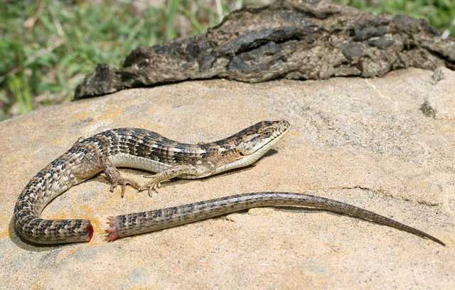 Петя обрубает хвосты, как ящерица, удирающая от погони — Касьянов