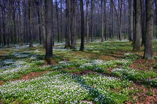 В Киеве немного потеплеет, но вернутся дожди