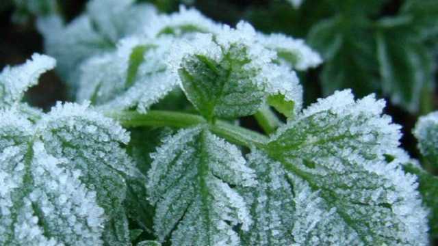 I уровень опасности: в Украину идут сильные заморозки - ГоСЧС