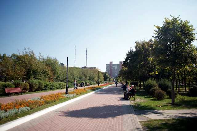 В Киеве на Троещине неизвестные украли сотни кустов тюльпанов из разных парков