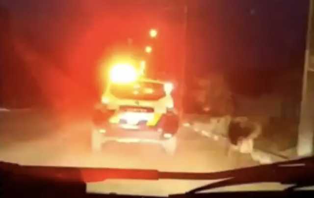 В Мариуполе полицейские привязали собаку к едущей машине: пострадал пешеход