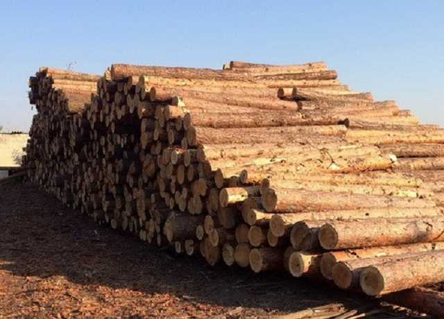 Руководитель лесхоза в Луганской области выдавал разрешения на вырубку в заповедных зонах