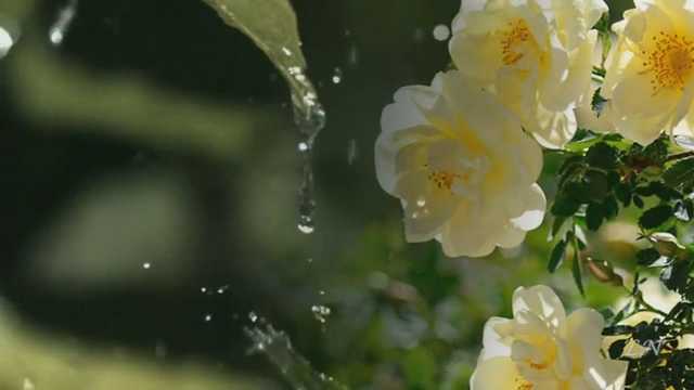 В Украину вновь возвращаются дожди: синоптики рассказали о погоде на 13 мая