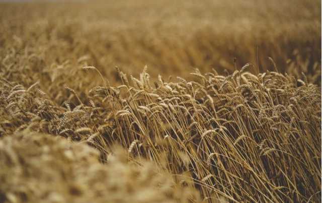 USDA прогнозирует рекордный урожай зерновых в Украине