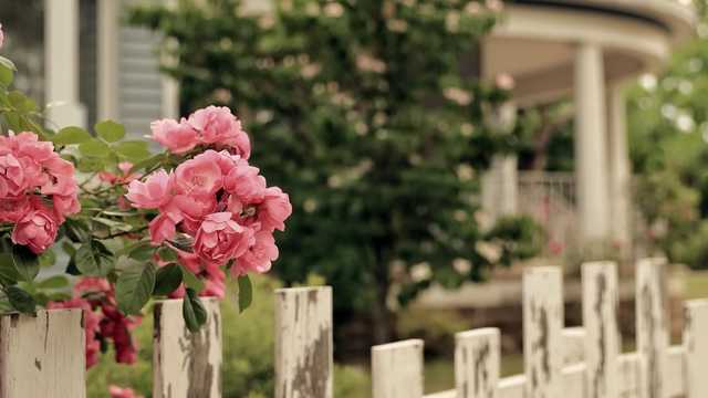 Українцям заборонять висаджувати дерева близько до меж їхніх присадибних ділянок