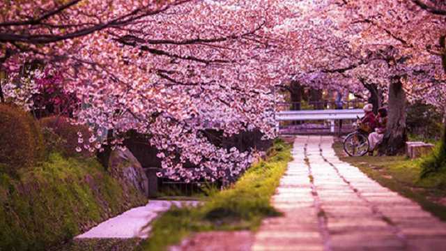 Реконструкция парка “Киото” официально обернулась для киевлян потерей 11,4 млн гривен