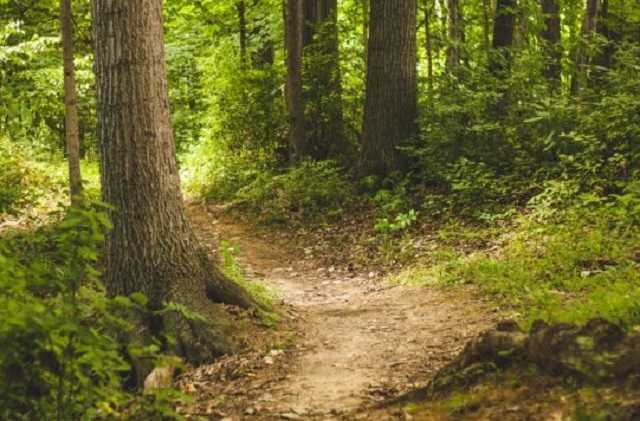 В лесу возле села в Винницкой области нашли тело мужчины