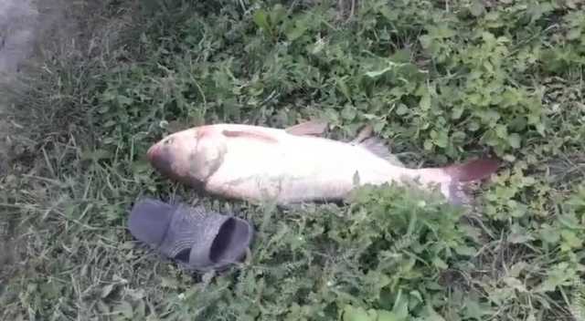 Повінь в Одеській області: на поля винесло рибу