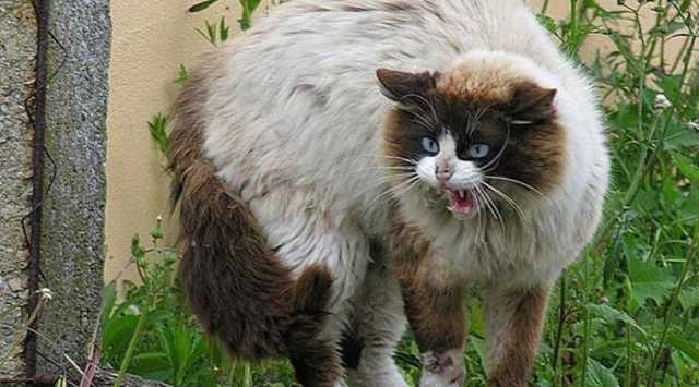 В Затоке могут ввести карантин на 60 дней из-за бешенной кошки