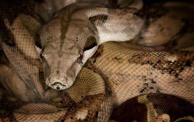 В Киеве из квартиры сбежал шестиметровый удав