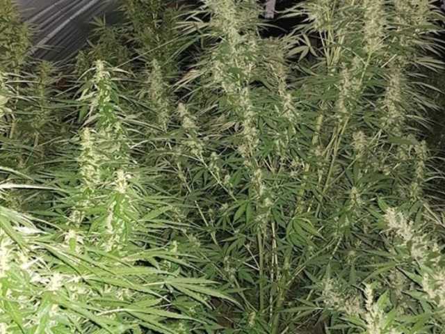 В Запорожской области нашли теплицы с наркотиками на 20 миллионов гривен