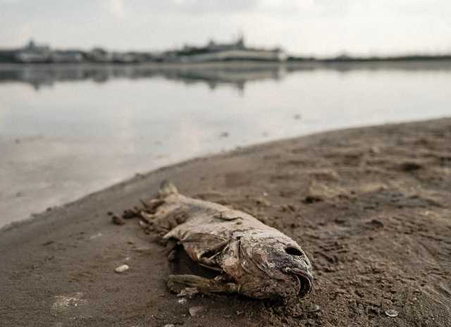 "Этой скрепной реки больше нет". Волга превратилась в грязную ядовитую лужу