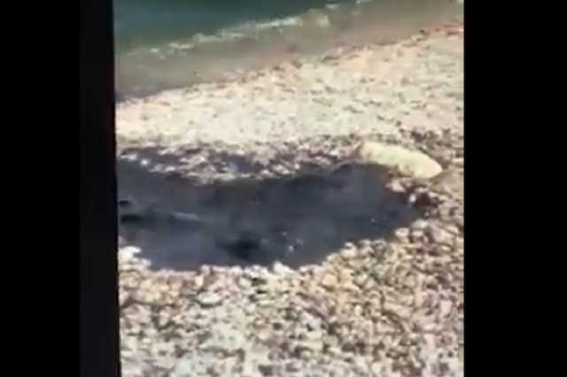 Плавают в фекалиях: в Крыму произошло новое ЧП на популярном курорте