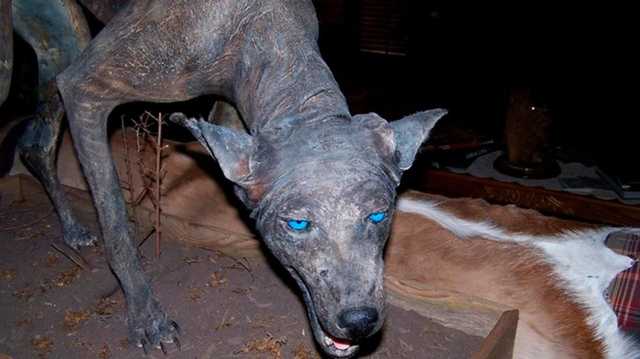 Чупакабры больше нет: житель Полтавской области спас украинцев от страшного животного