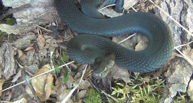 На Львовщине мужчину госпитализировали в результате укуса ядовитой змеи