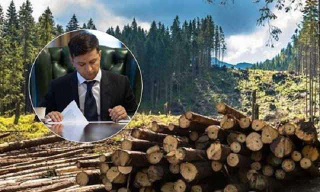 Зеленский принял кардинальное решение в борьбе с вырубкой леса: указ подписан
