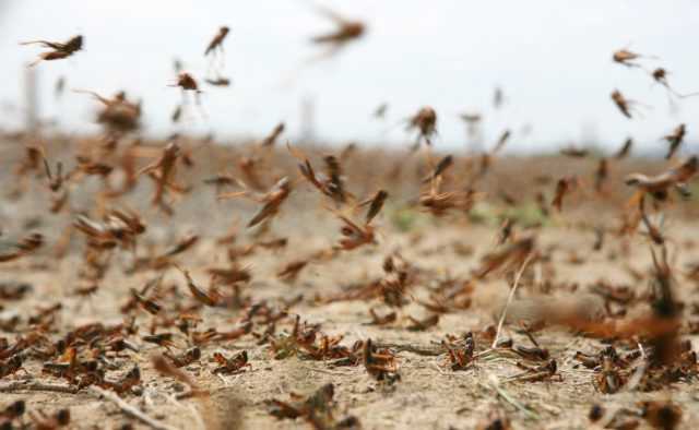 Казнь египетская обрушилась на Донбасс: саранча сжирает все на своем пути
