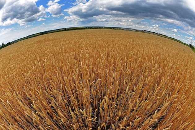 Экспорт украинских зерновых впервые превысил 50 млн тонн