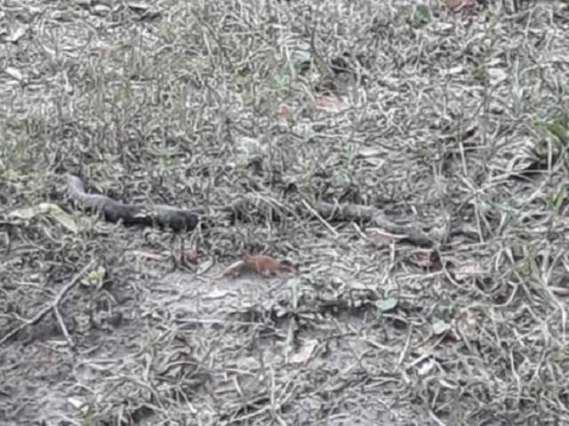 В центре Хмельницкого устроили настоящий переполох из-за змеи