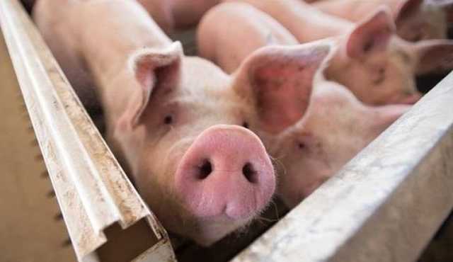 Молдова временно запретила ввоз свинины из Украины