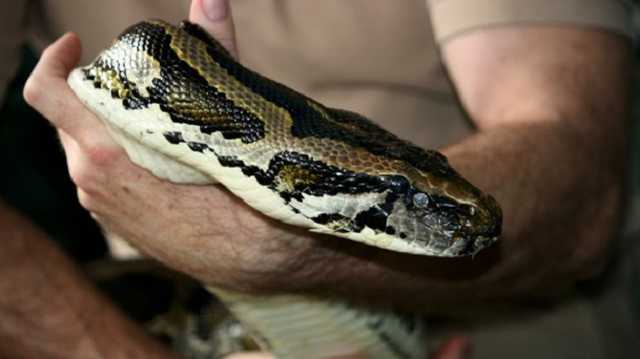 В Киеве нашли мертвого огромного питона: видео
