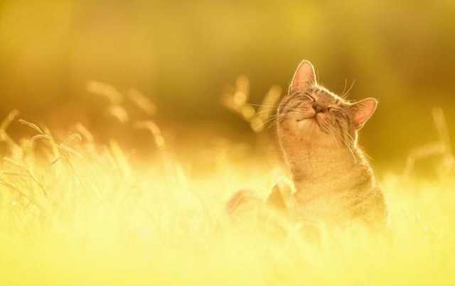 До +30° и выше: в Украину возвращается адская жара