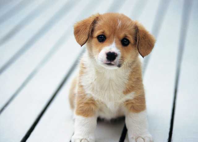 Во Львове патрульные спасли щенка из закрытого на жаре автомобиля