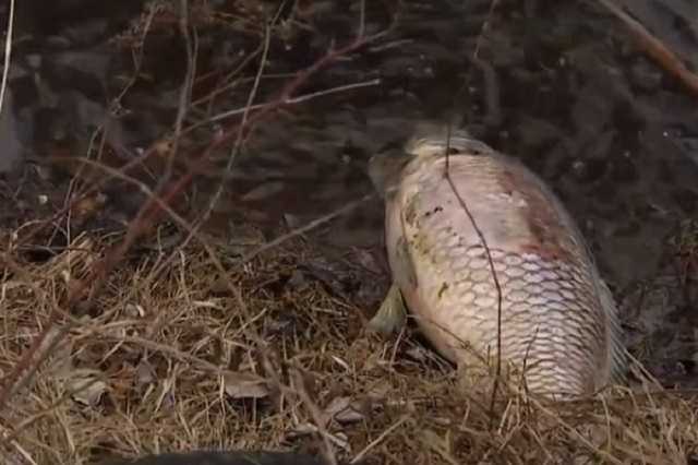 "Вонь, туши разбросало по берегу": в Киеве произошло масштабное ЧП